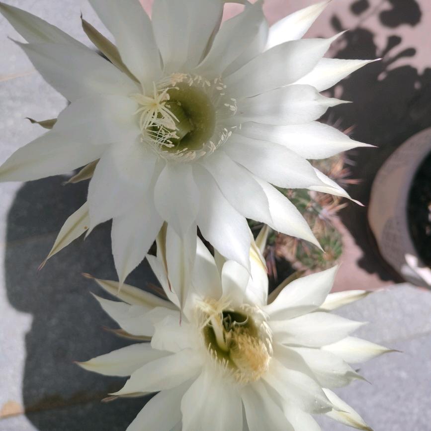 翱骨红梅
