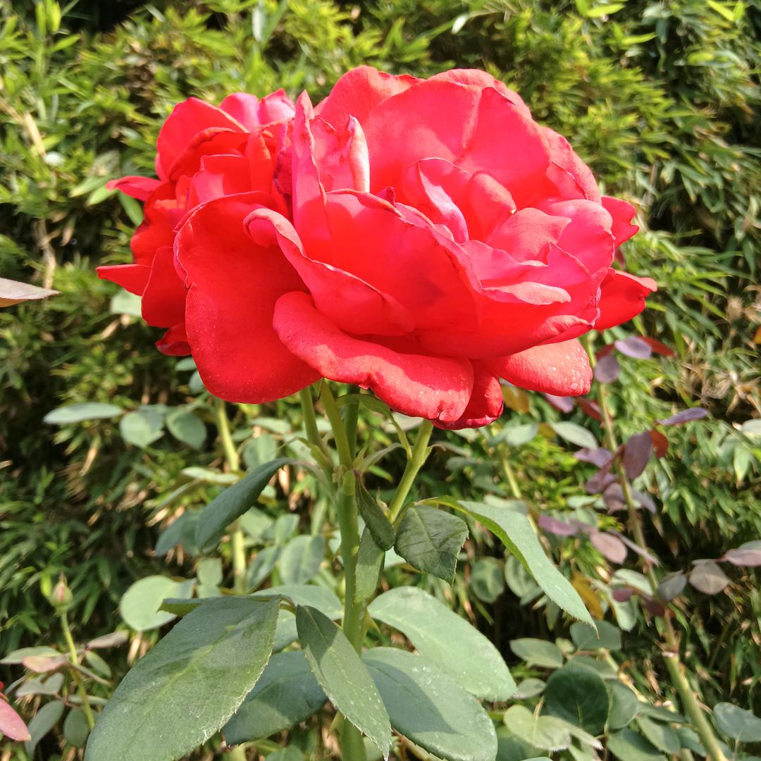 花好月园