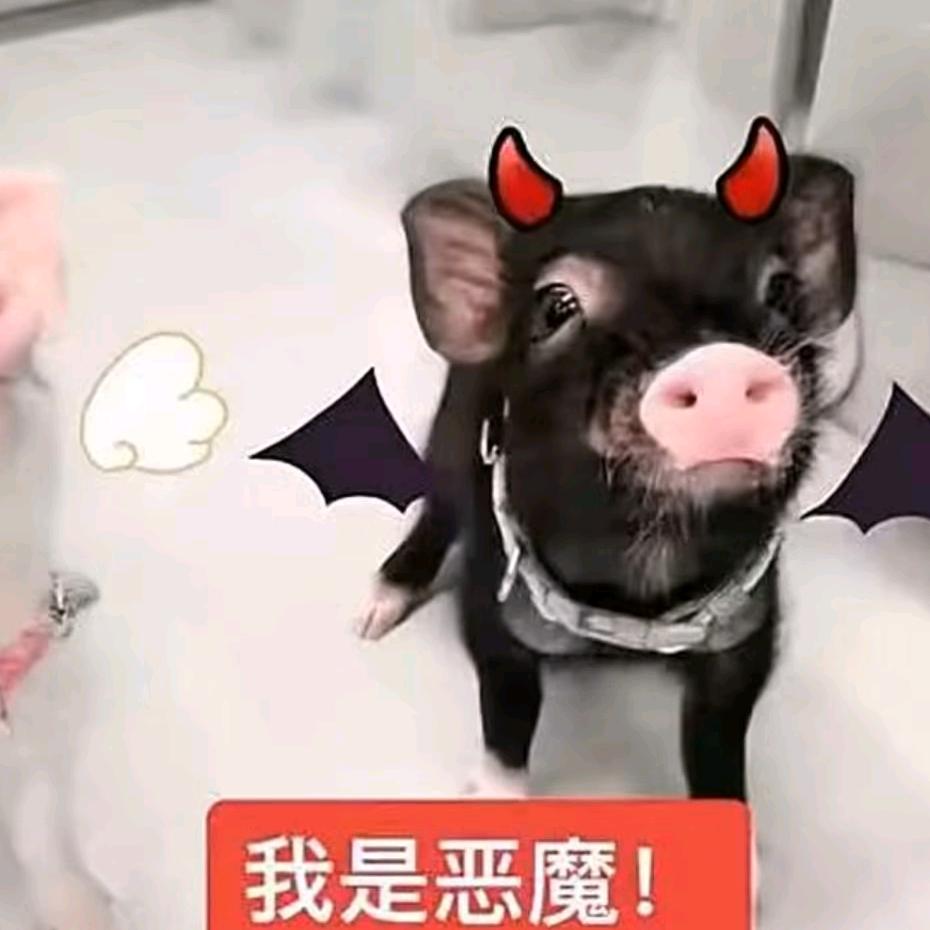 小屿