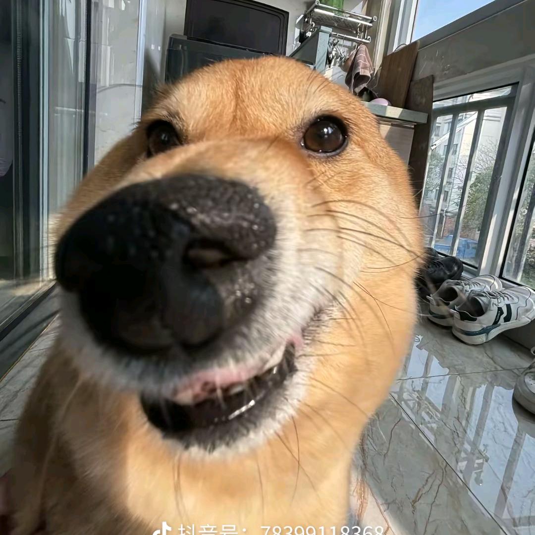 爱吃蛋挞的米果