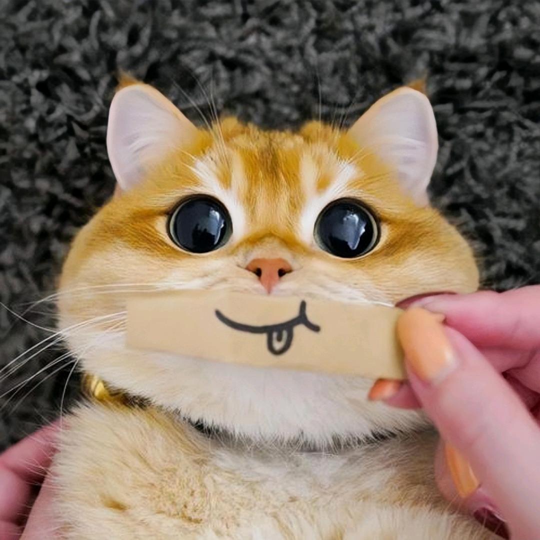 你的猫
