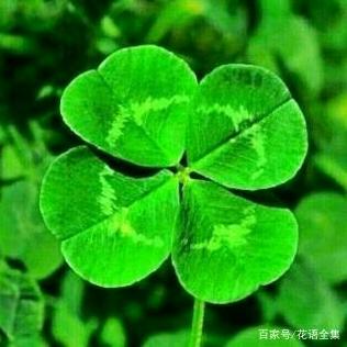 🍀酸叶子头像