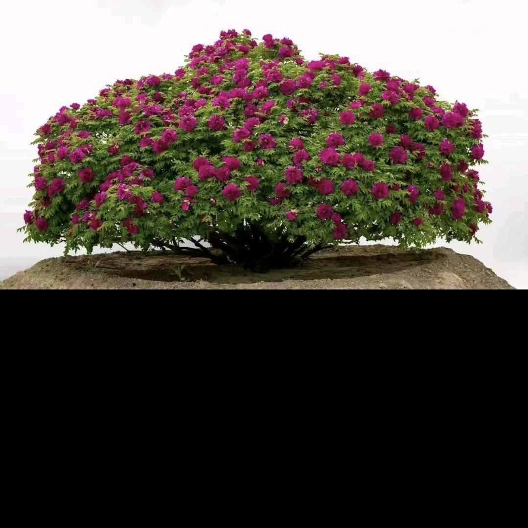 甘肃原生紫斑牡丹董哈开