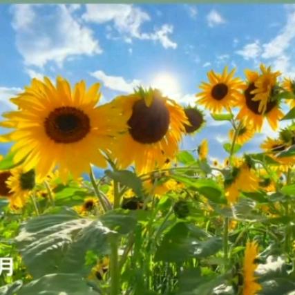 🍀兔子与猪🍀