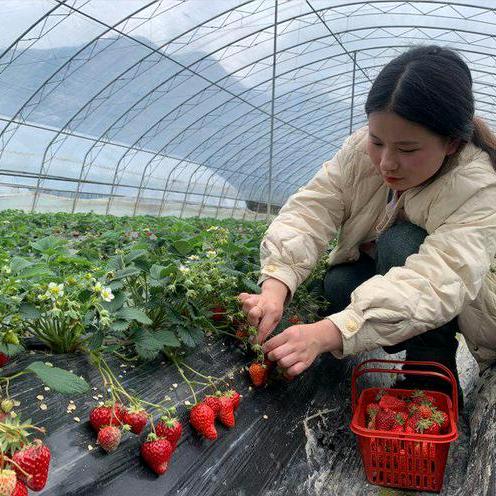 农业种植管理🥇