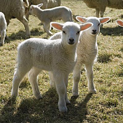牧良科学养羊🐏