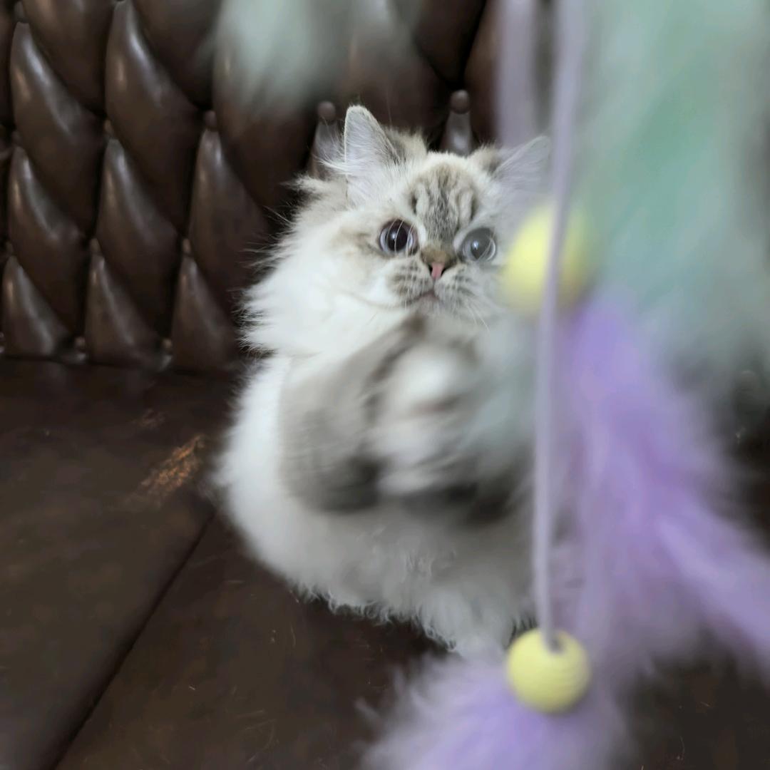 奶昔布偶猫