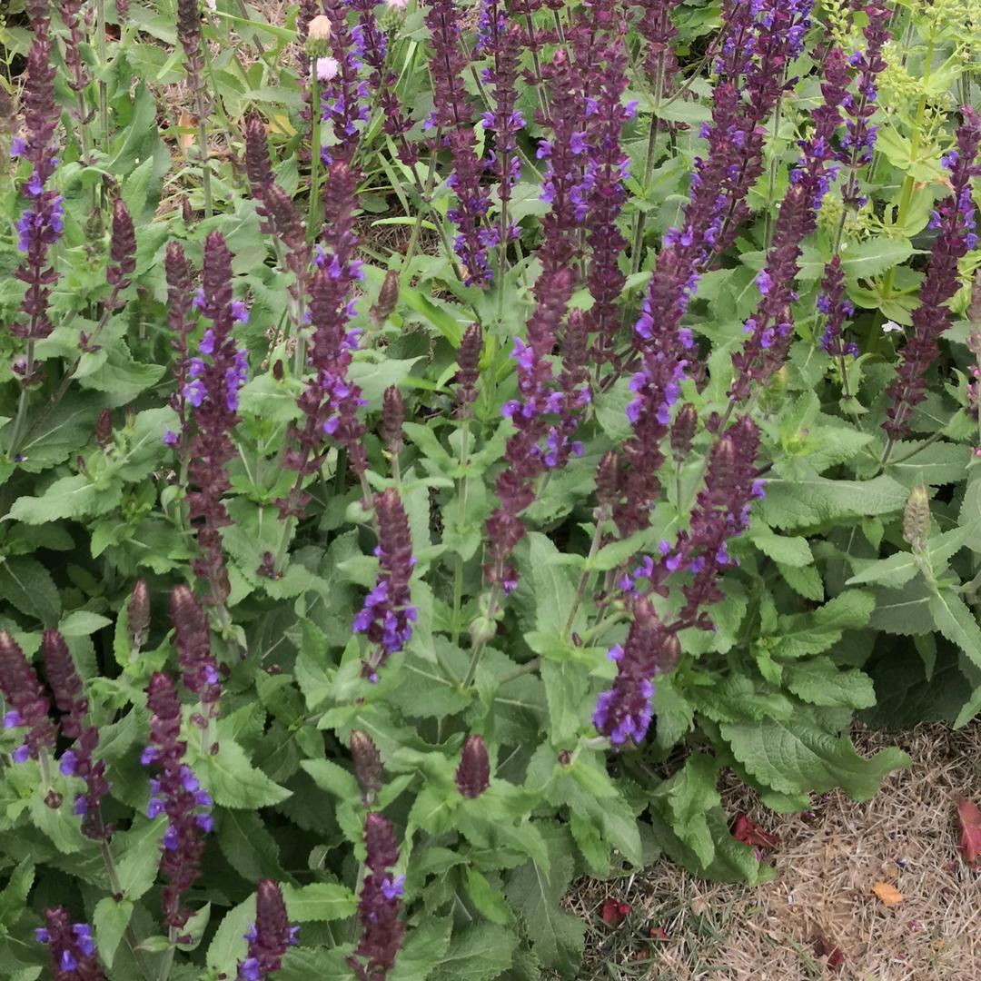甜蜜蜜