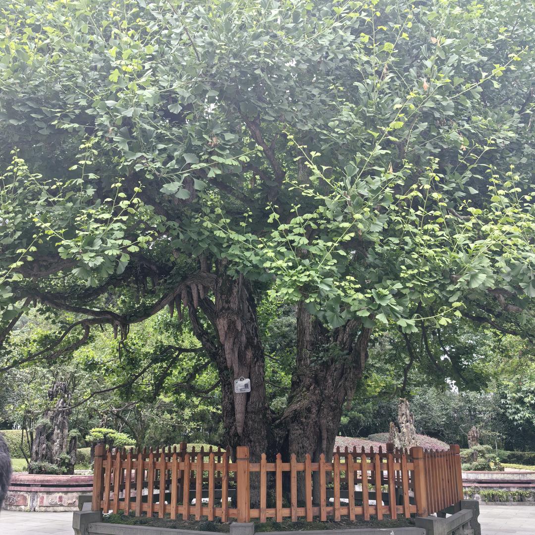 九樽杀牛场原味老火锅