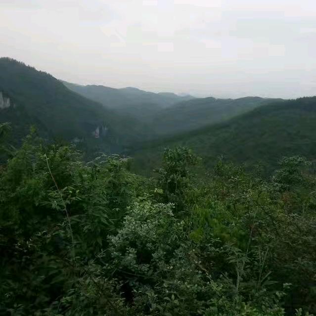 高山水长