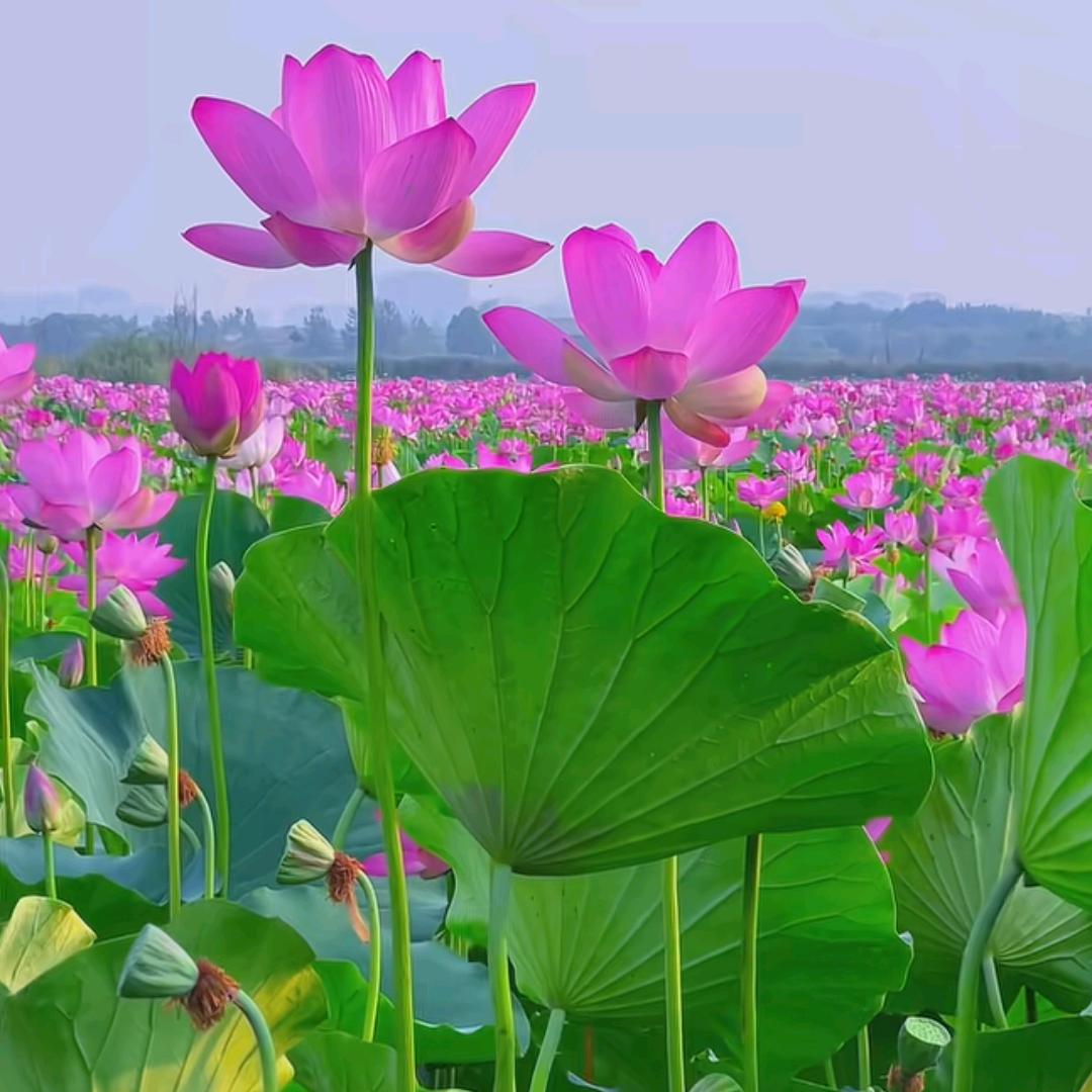 🎙️🎙️英💘💘