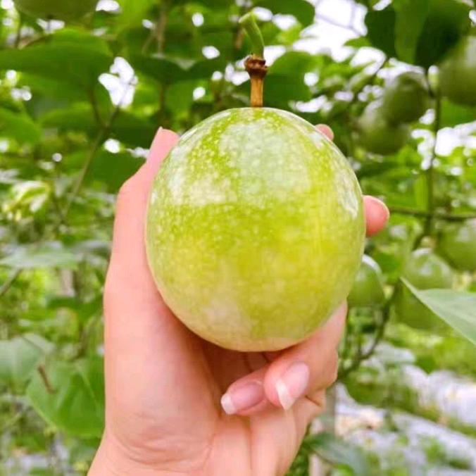 宅一（百香果供应链）