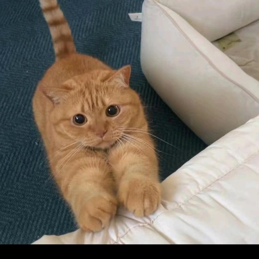 扶翼QAQ