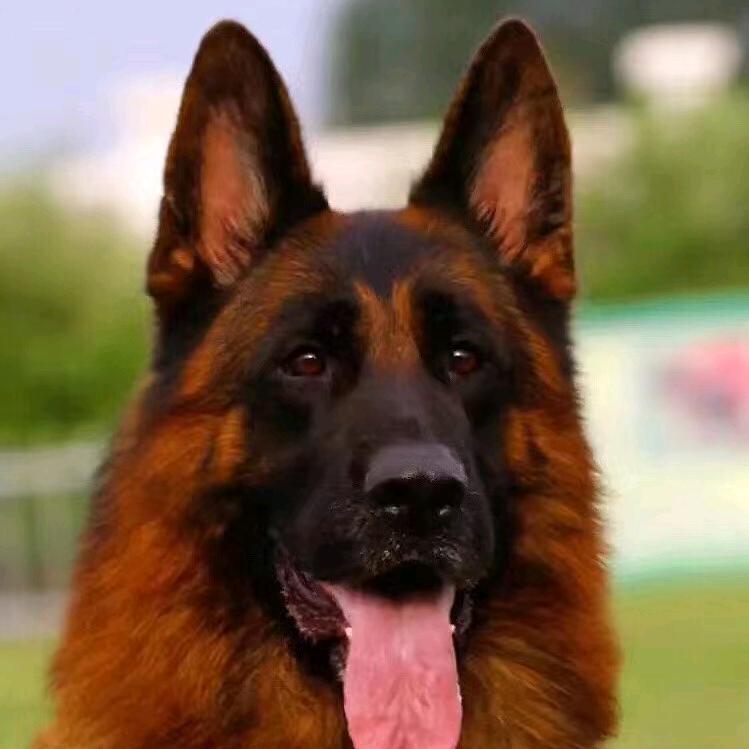 护卫犬德牧场训练繁育一体