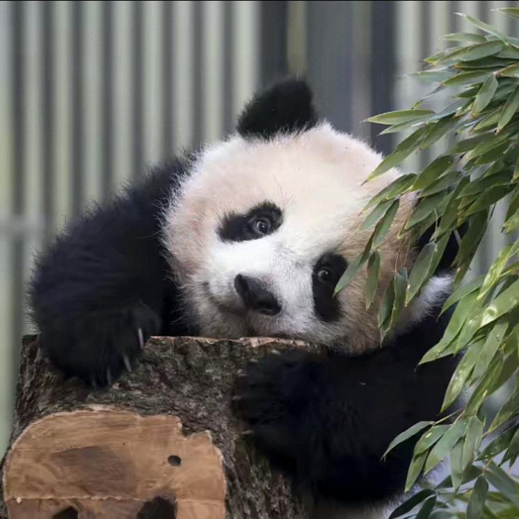 大熊猫✧