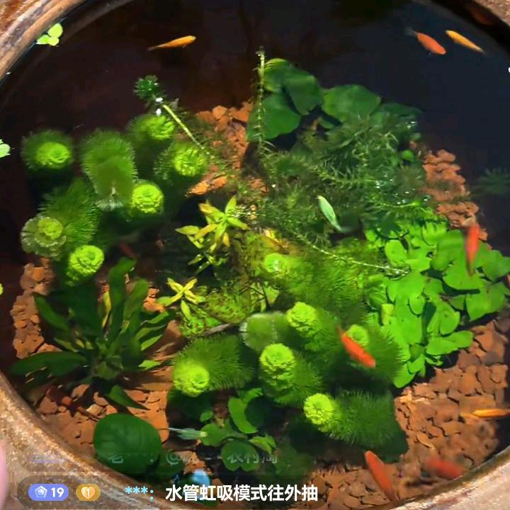 🐲虾闯关