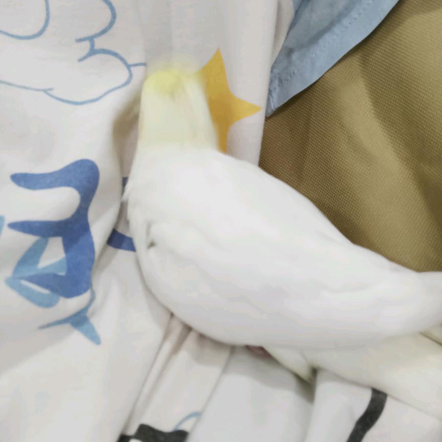 大头菜