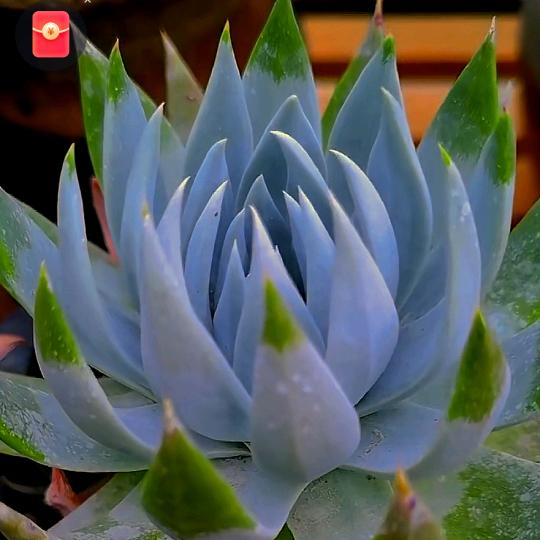 兰姐的花生活