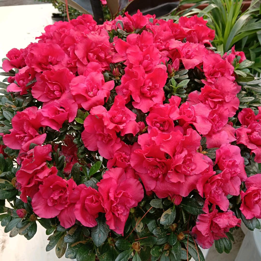 流年似水花似夢