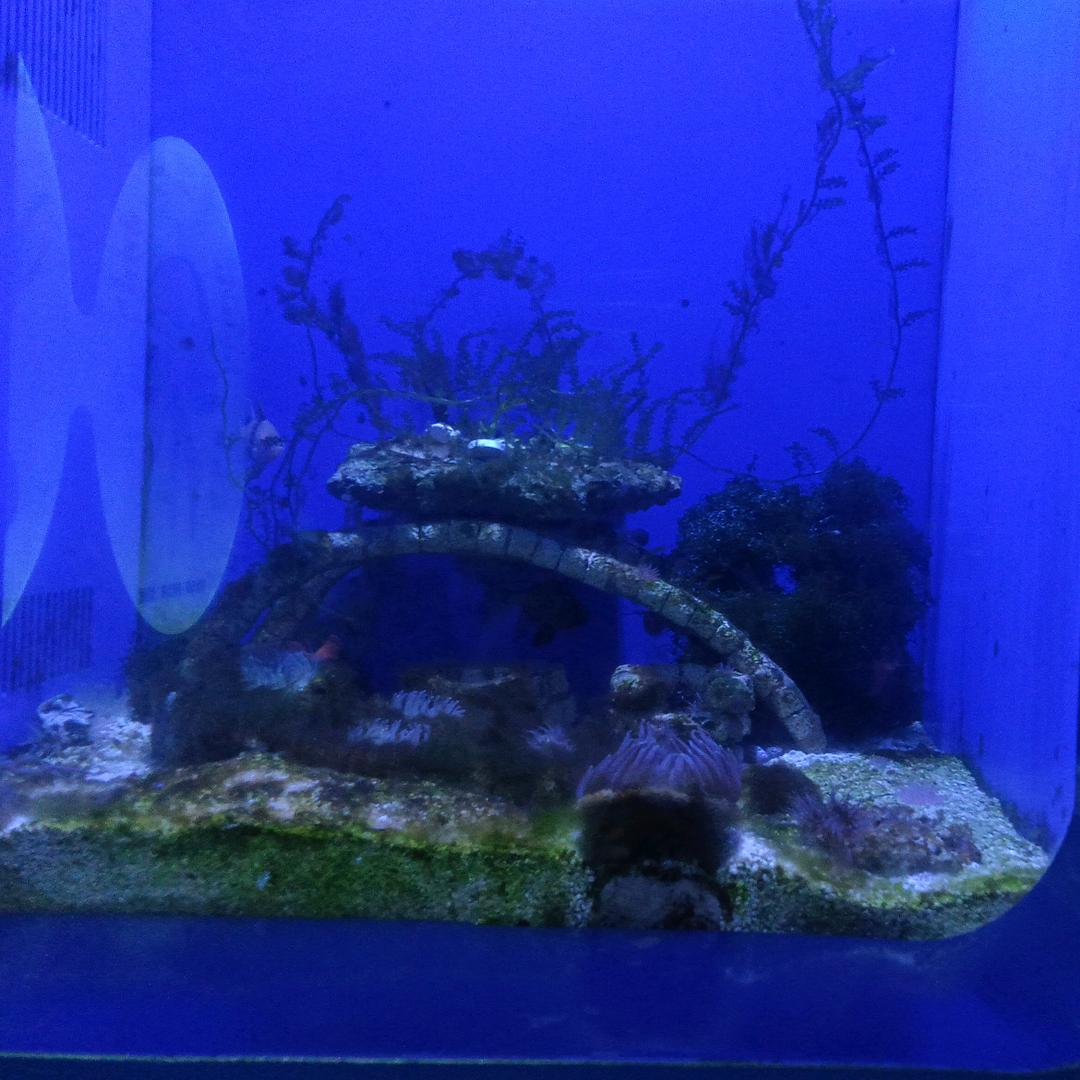 月之海ԅ(¯ㅂ¯ԅ)