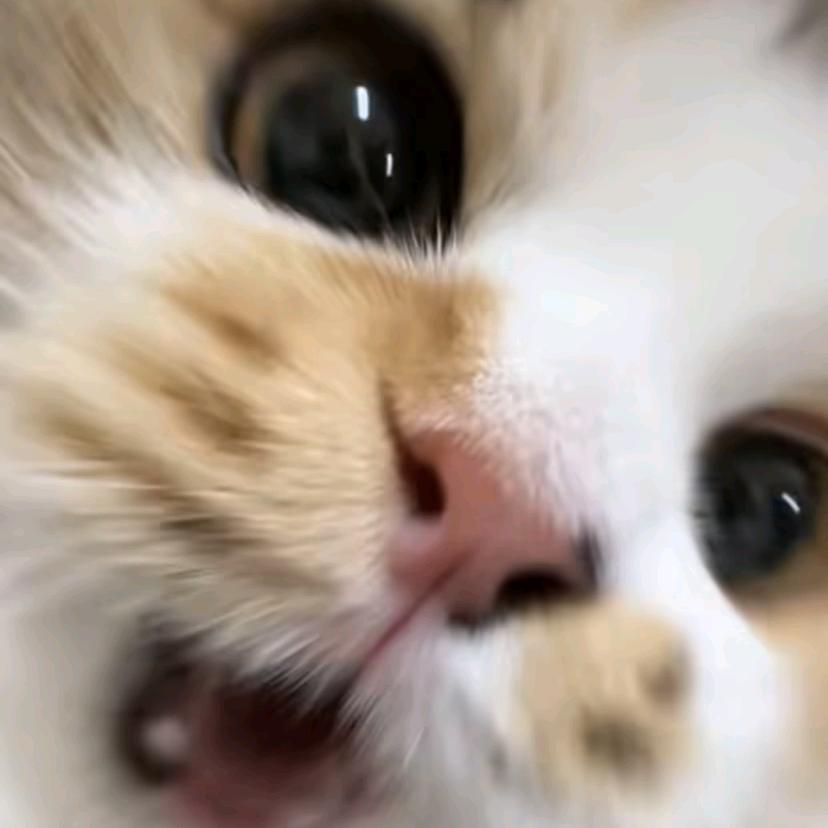 小羊的碎碎念