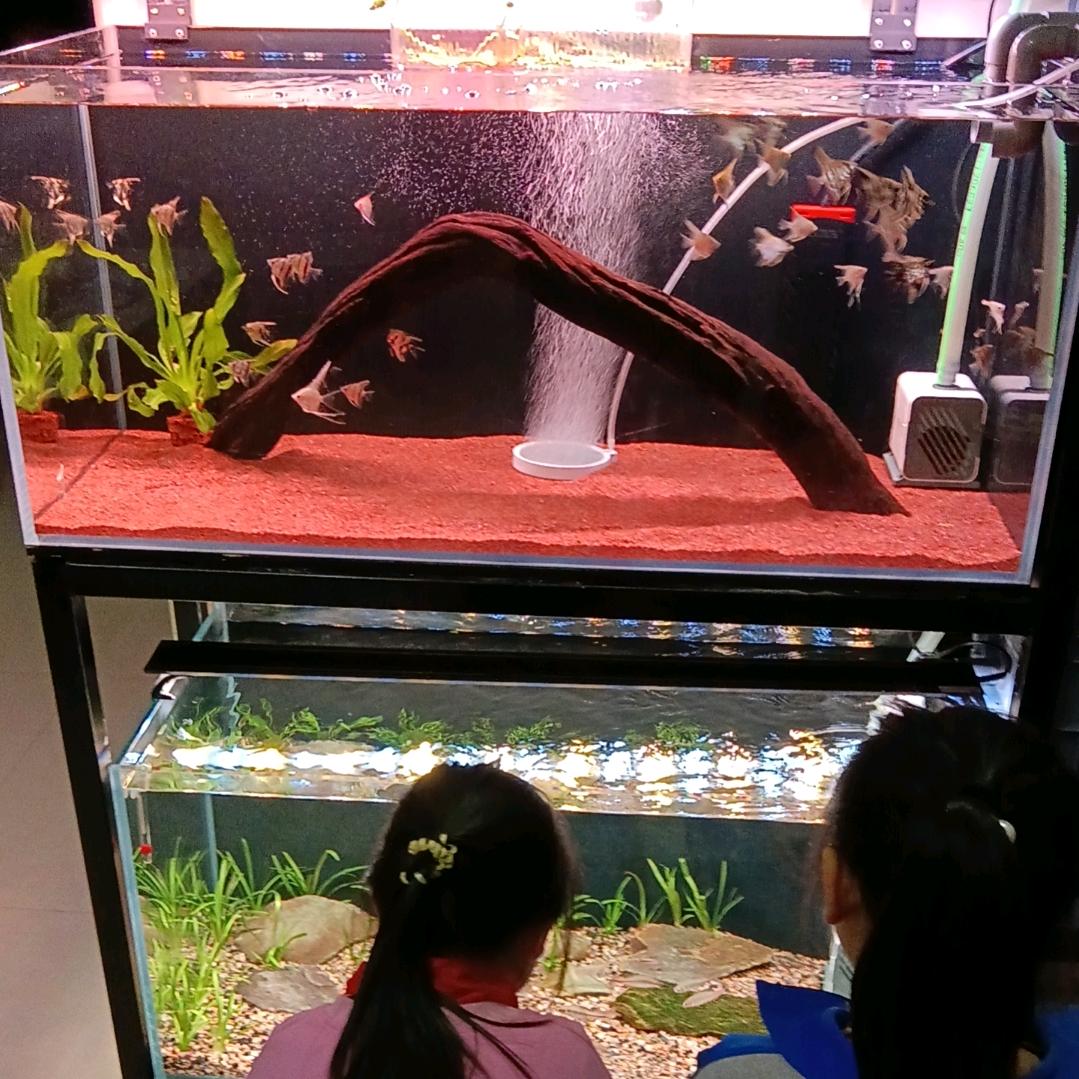 黄323