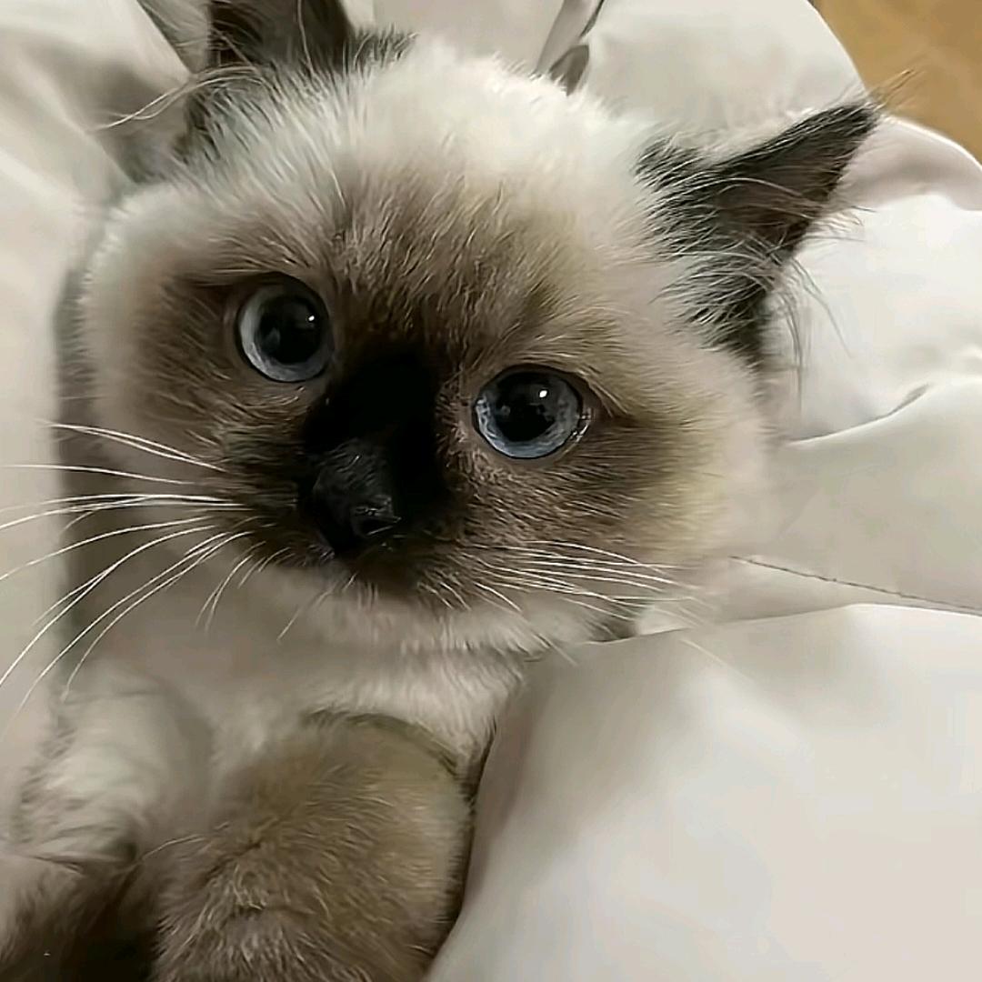 洋葱难藏眼泪