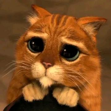 不爱🐈🐈