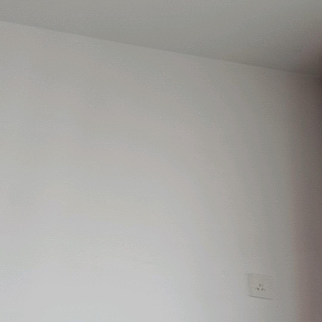 犬