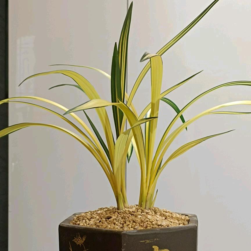 爱兰轩（阳台养兰）