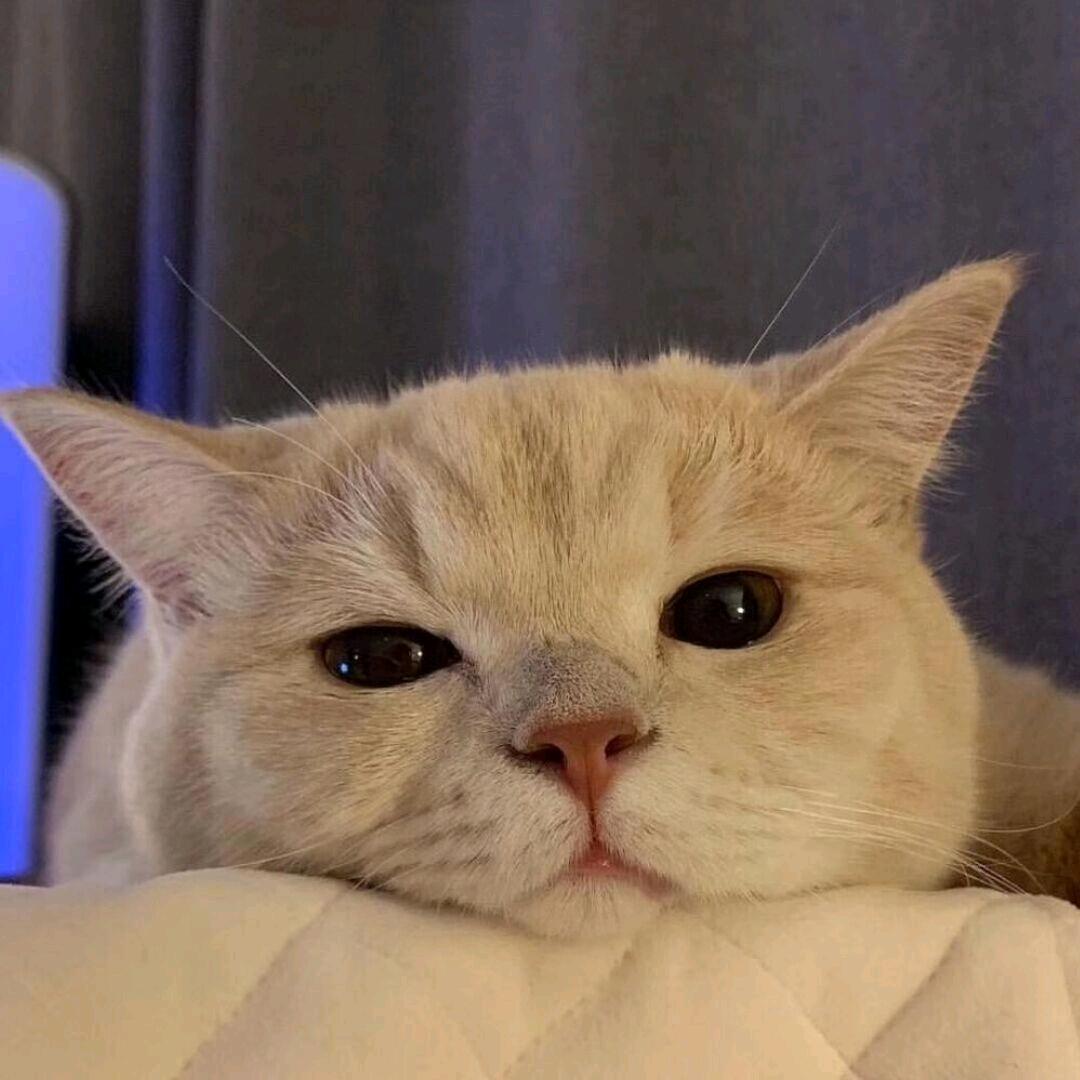 朕在睡觉ing