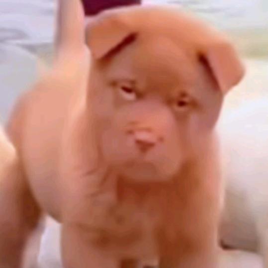 宜兴奥斯卡（团队招人）