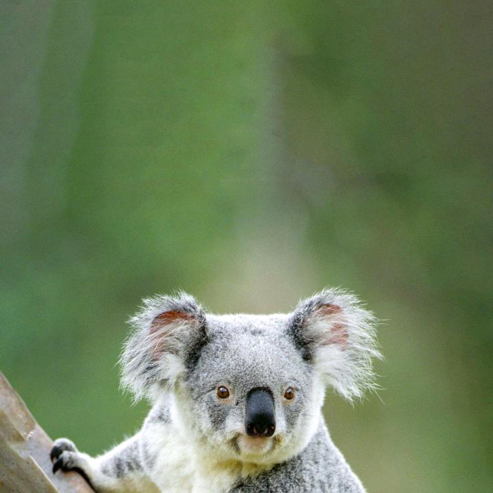 灵通宠物用品店