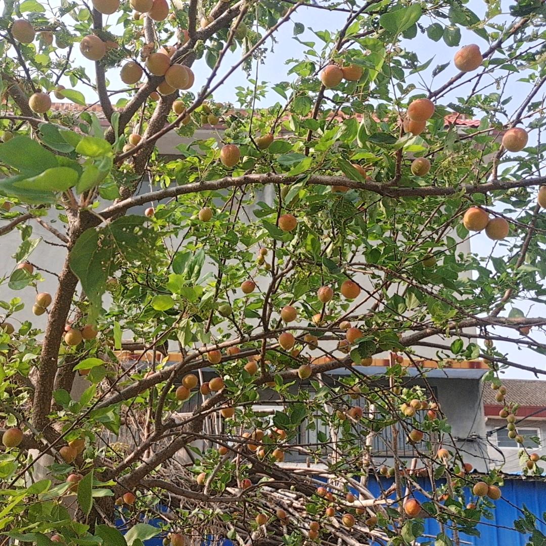 好梦