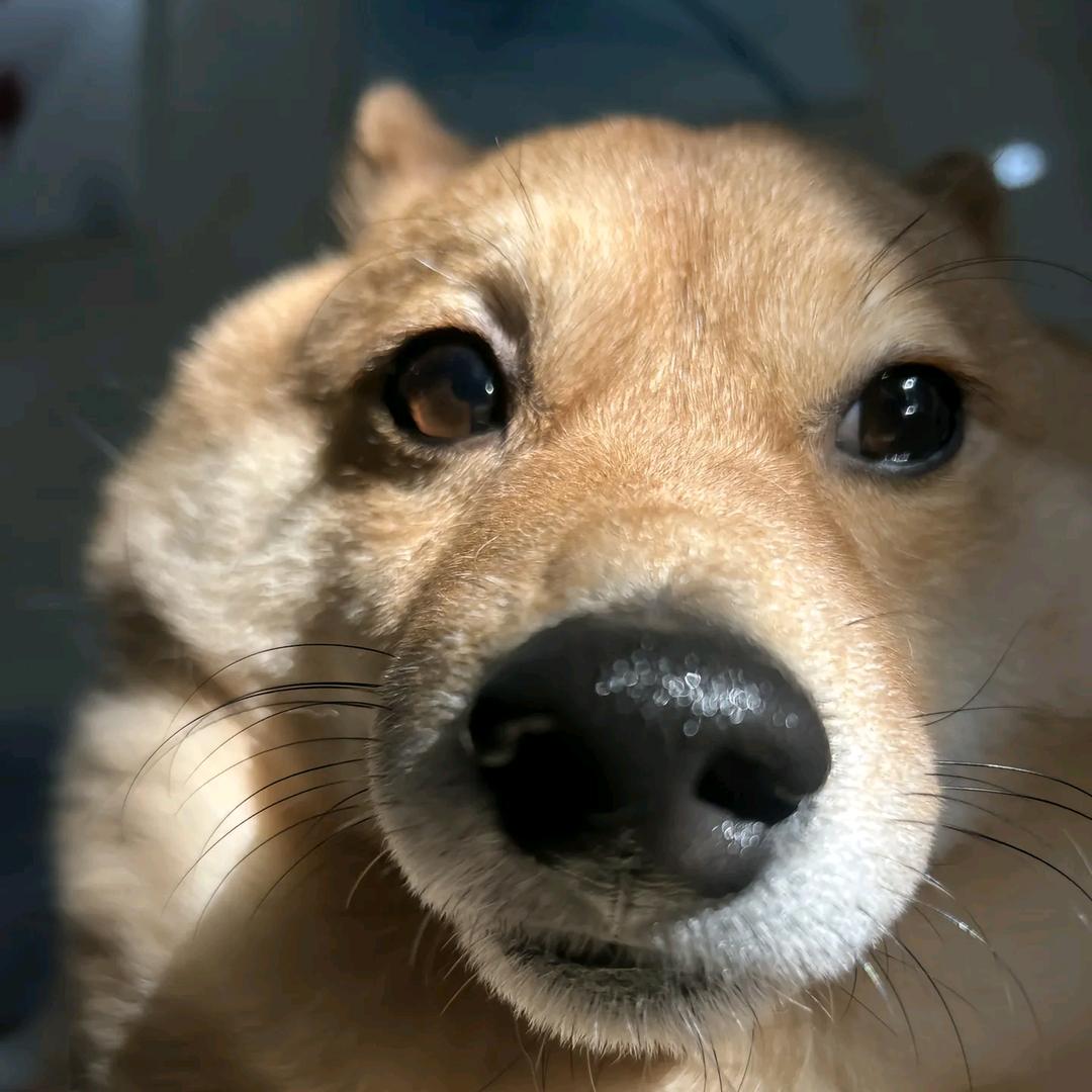 白猴子🙉