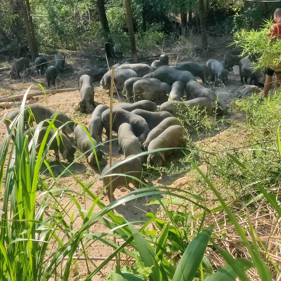 周猪儿家庭农场
