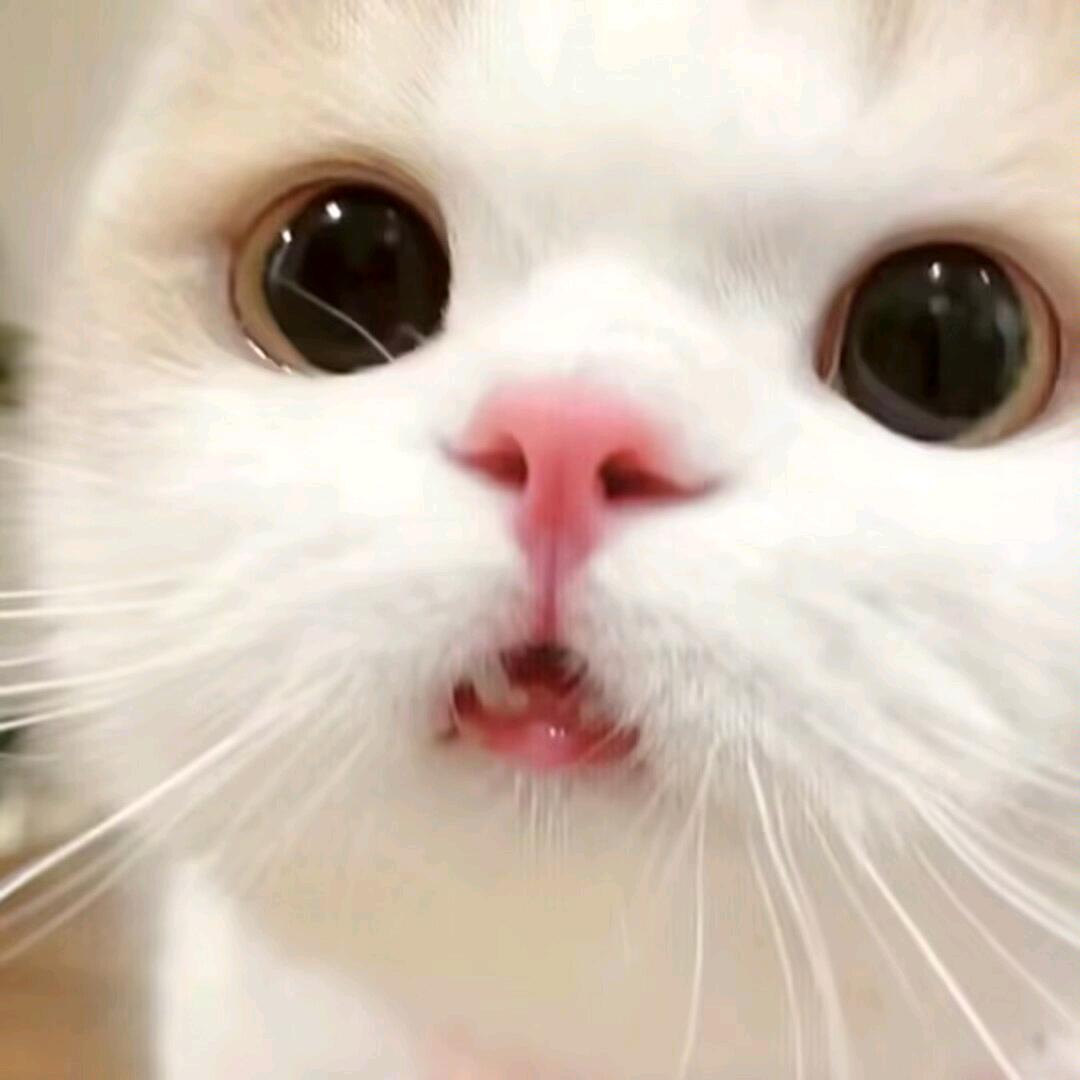 爱小兰花
