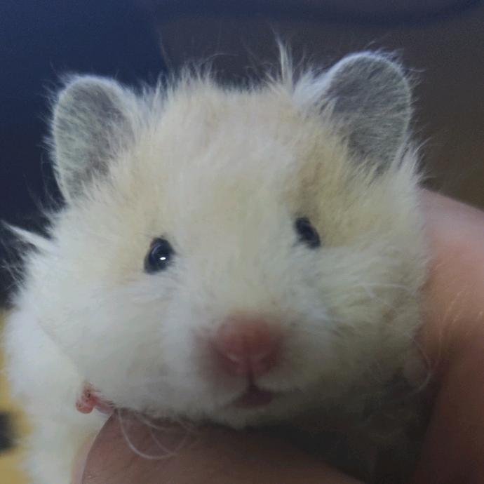 干饭都是仌仌（爱徒卿离）