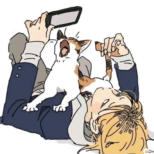 薯条猫猫