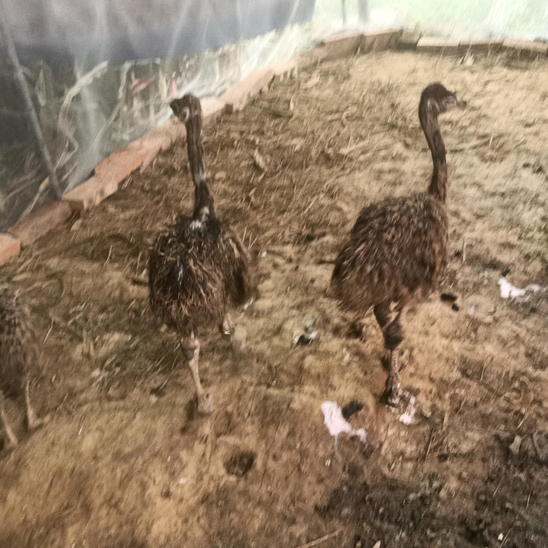 永修县虬津镇麻潭村特种养殖场鸵鸟养殖