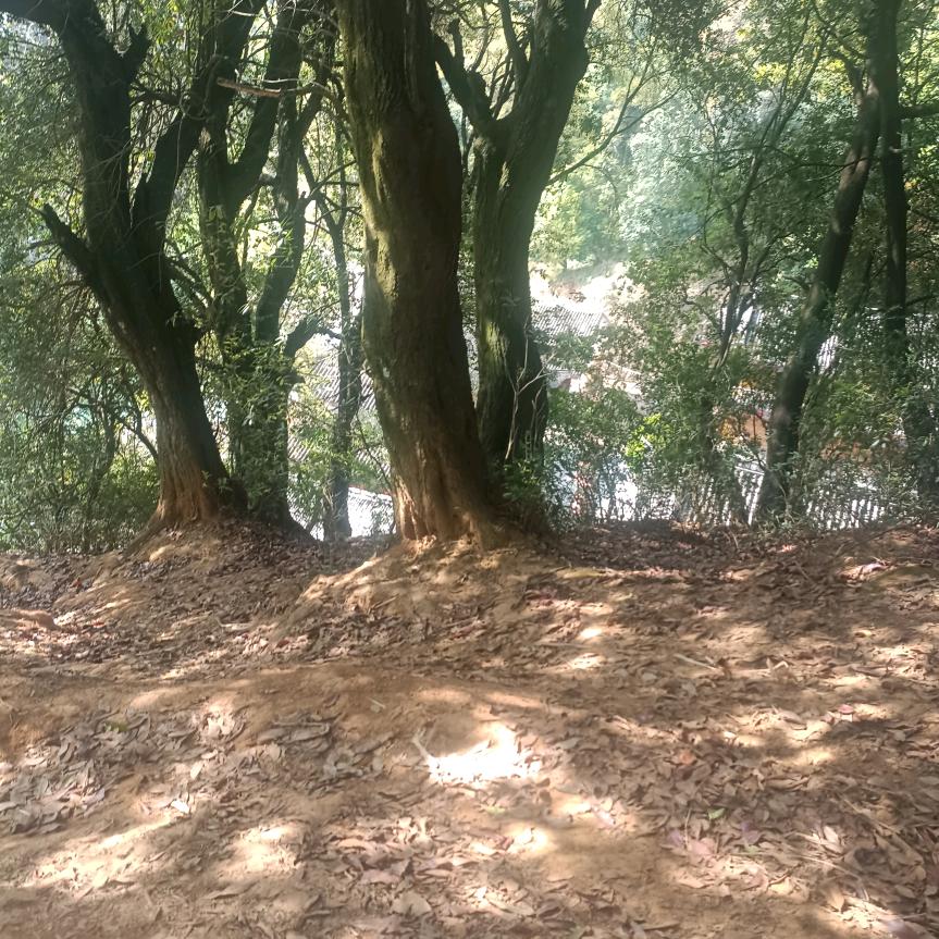 杨艺怒江福贡