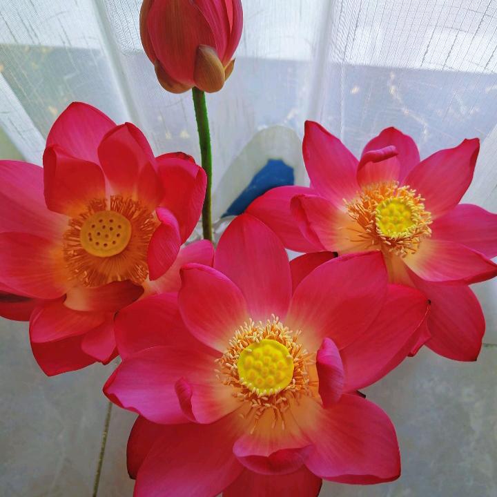 甜甜 （首播上午9:50）