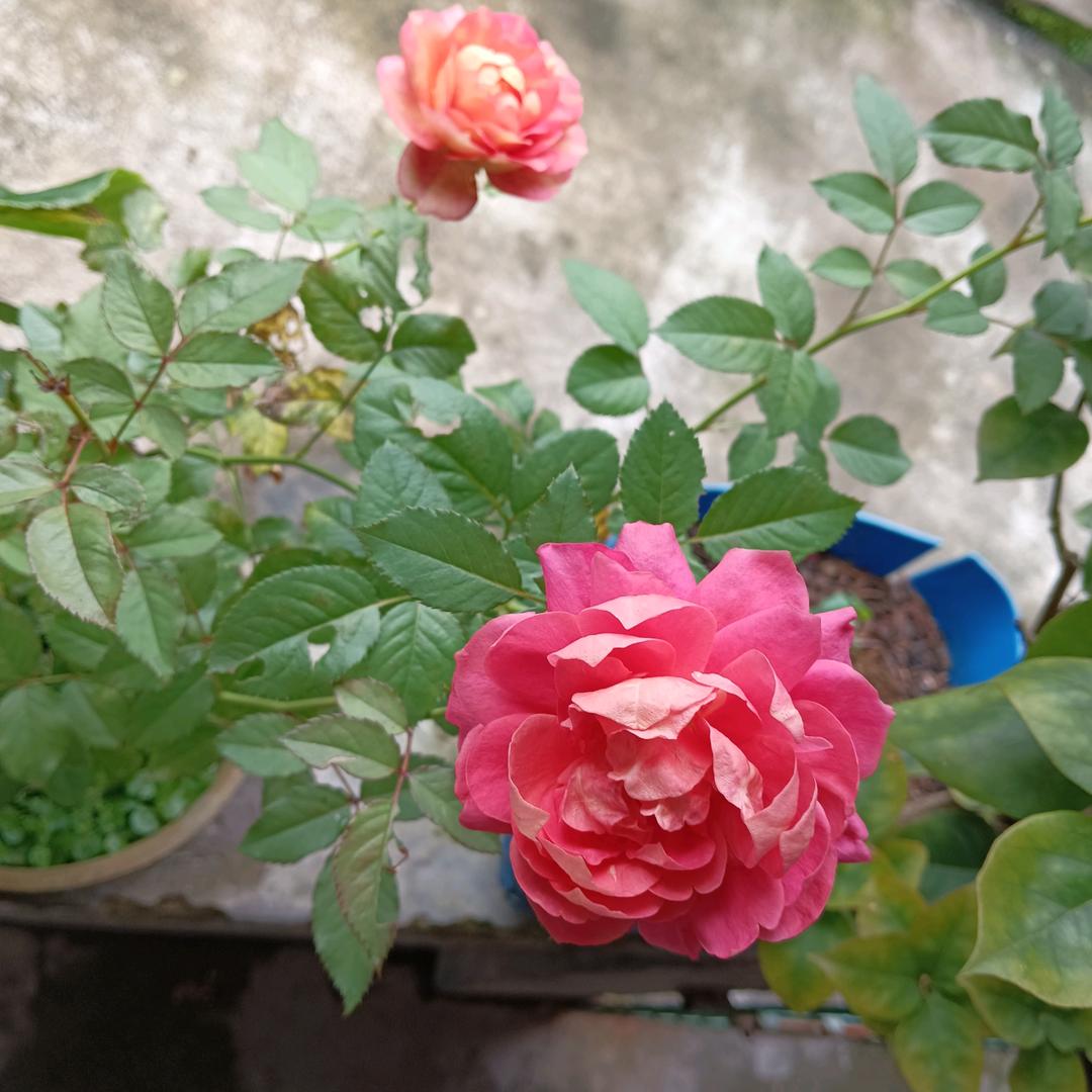 花🌺见☘️花🌸开