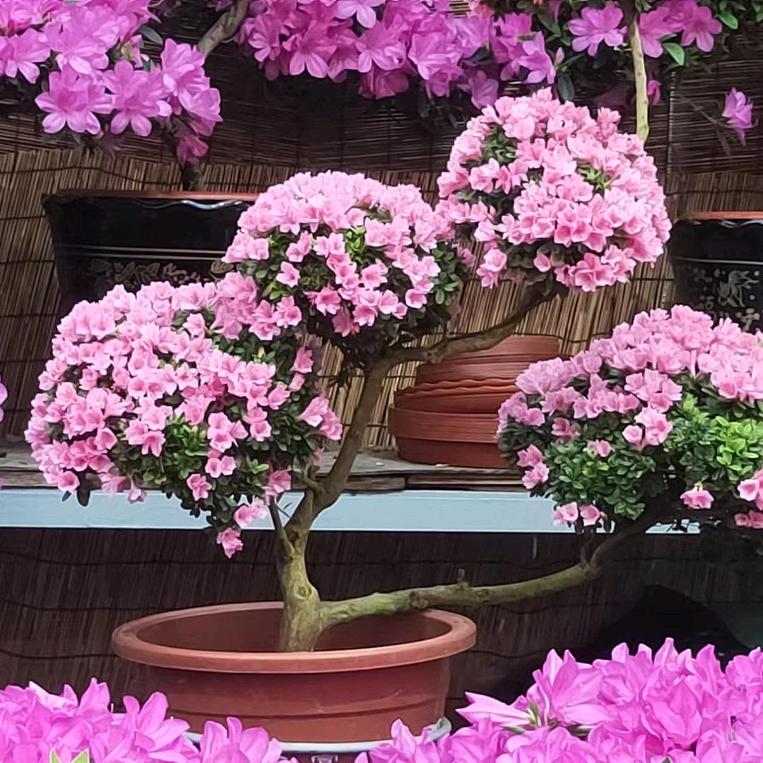 上海虹口区稻子