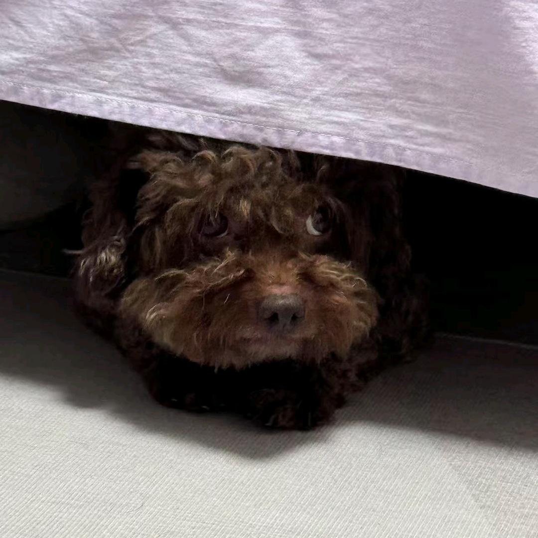 简懿