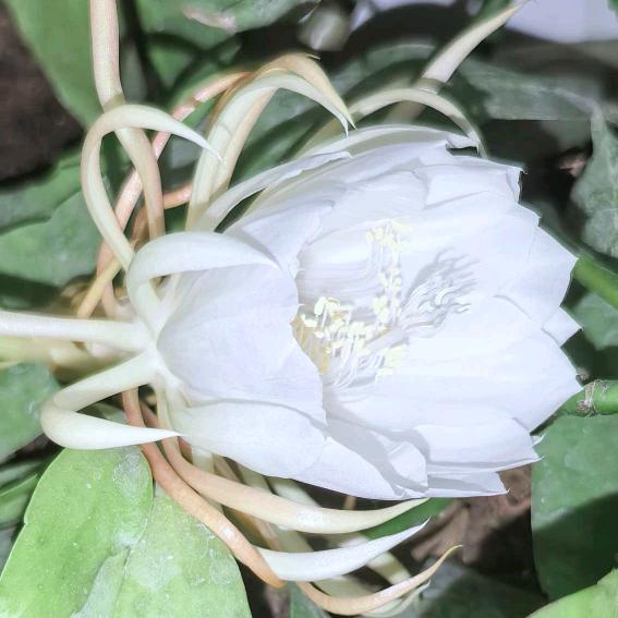 情醉