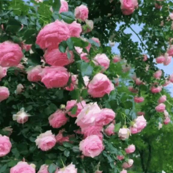 ༊ღ᭄刪ꦿ꯭꯭除ꦿ꯭记忆