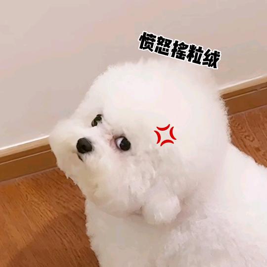 🐏🐏🐏🐏