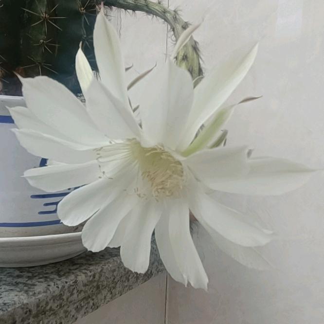 爱上果之冻