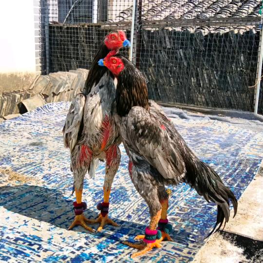 龙辉布衣斗鸡宠物